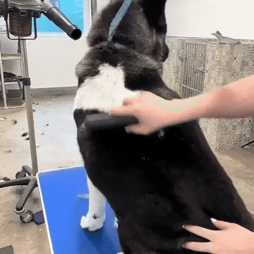 FurEase Brush